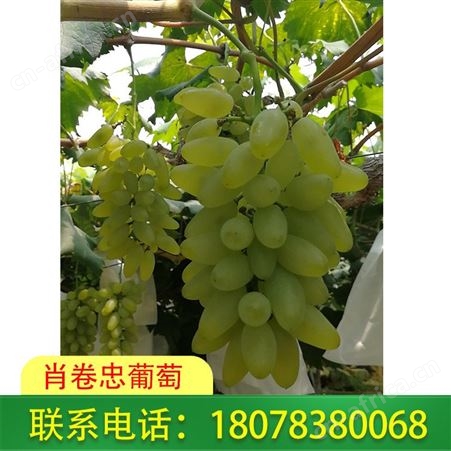 广西桂林灵川葡萄现摘现发--金手指糖度高风味好