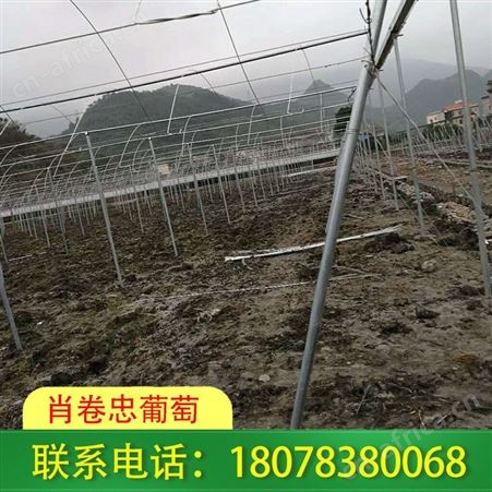 平乐草莓大棚搭建工程——肖卷忠葡萄诚实守信