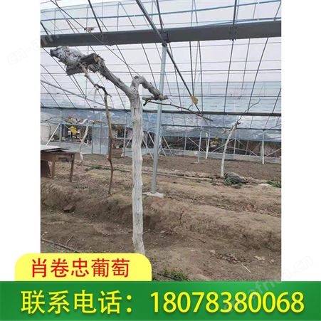 柳州柑橘膜|葡萄膜厂家现货直发