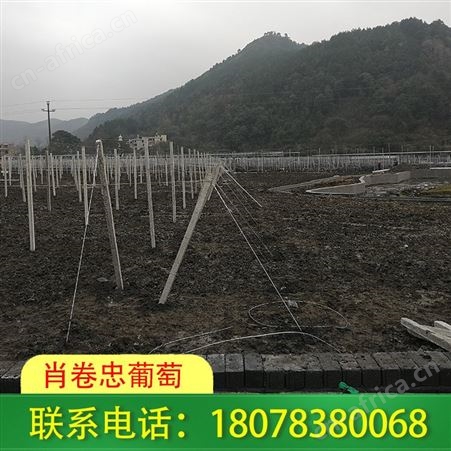 广西棚架搭建-桂林火龙果架安装费用合理