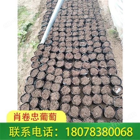 阳光玫瑰脱毒苗大营养杯易种植，桂林兴安肖卷忠葡萄苗基地欢迎你
