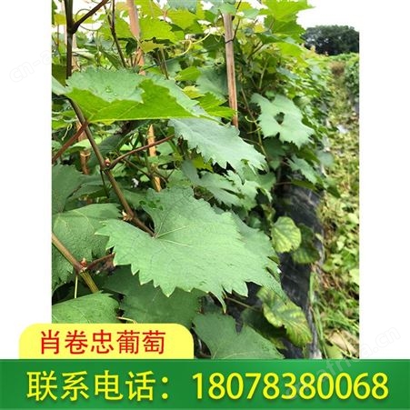 梧州葡萄种植-广西妮娜皇后葡萄苗100株起批