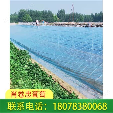 广西桂林葡萄膜订购_Po膜质量可靠