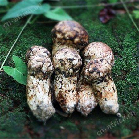 新鲜松茸菌野生菌 特产菌菇500g产地大量直发