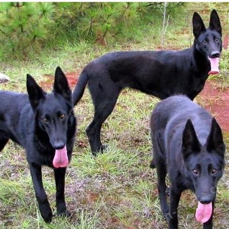 农家养殖护院成年黑狼犬 宠物犬 行动敏捷 提供技术指导