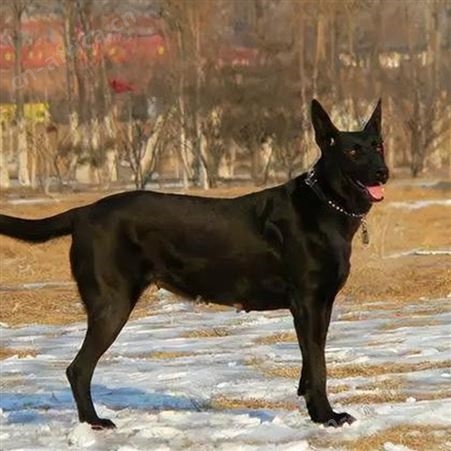 农家养殖护院成年黑狼犬 宠物犬 行动敏捷 提供技术指导