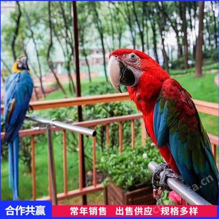 室外百鸟园鹦鹉才艺表演租赁 形态美丽表演丰富