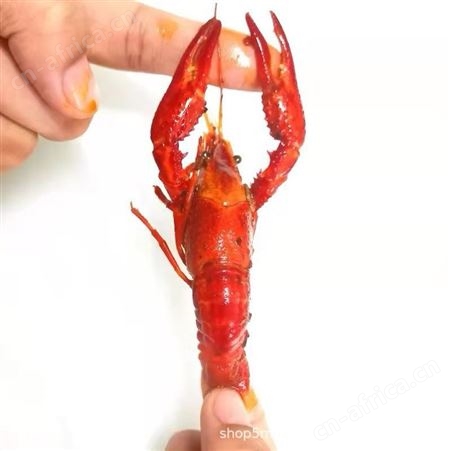 加热即食调味小龙虾10盒原味调料十三香麻辣蒜蓉整只龙虾
