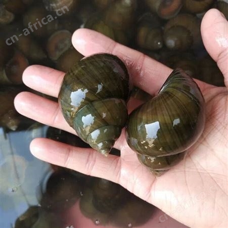 【星品膳】精选新鲜大活体无沙包活骡狮超大特大淡水螺蛳无污染的