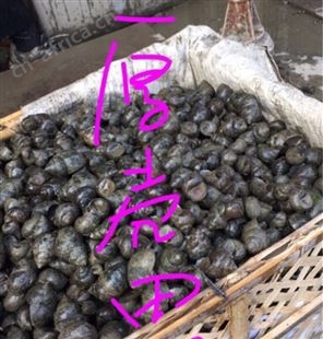 鲜活厚壳田螺，大中小号规格