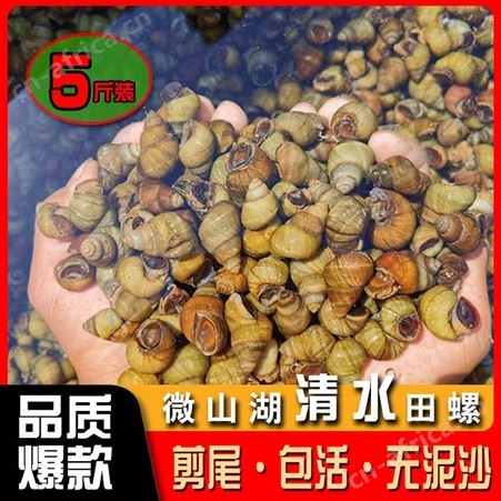 田螺鲜活淡水现货包活精选吐沙去尾无泥螺螺蛳肉包活活体怀旧