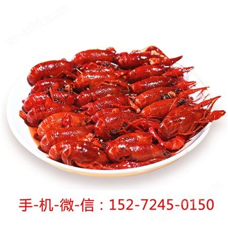 洪湖湿地小龙虾楚江红麻辣十三香蒜蓉香辣口味46规格淡水虾类农业