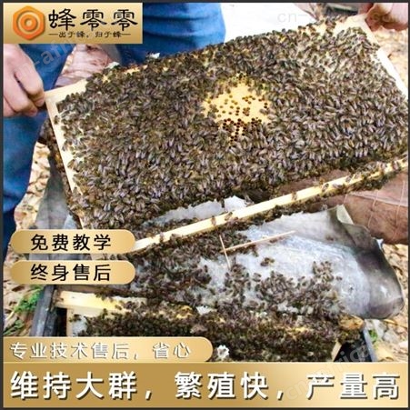 蜜蜂出售 蜂零零蜜蜂养殖场足仔足脾