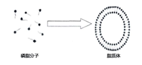 脂质体疫苗包封率低场核磁法快速检测